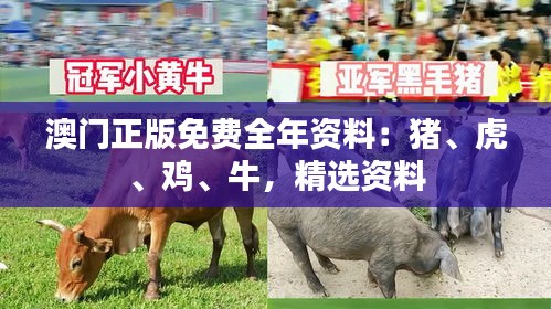 澳门正版免费全年资料：猪、虎、鸡、牛，精选资料