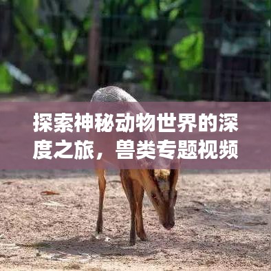 探索神秘动物世界的深度之旅，兽类专题视频独家呈现