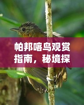 帕邦喀鸟观赏指南，秘境探秘，深度体验自然之美