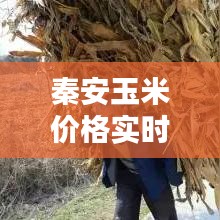 展翅高飞