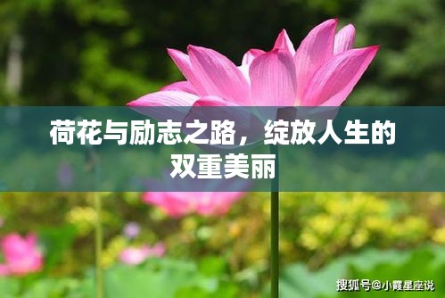 荷花与励志之路，绽放人生的双重美丽