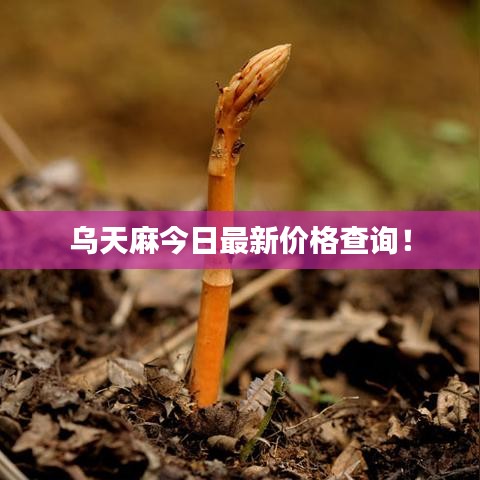 乌天麻今日最新价格查询！
